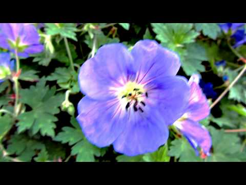 Opwekking 178 Waardig o waardig bent U Heer