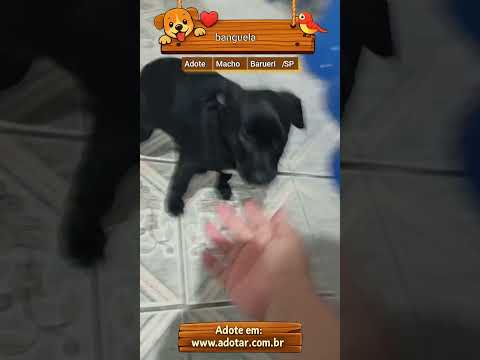 Vídeo de banguela 
