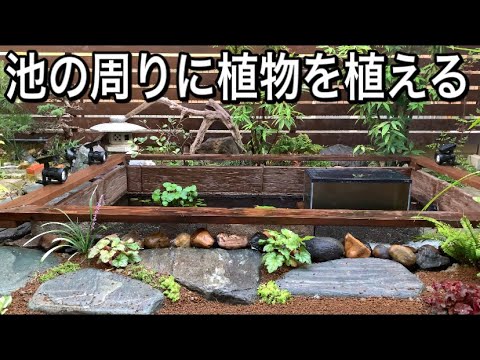 庭の池に最適な湿地植物 トピックス