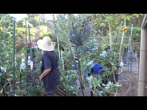 Stress Reliever in the Garden ENDED UP WITH the Worse Cell Phone Company with the DORO 7050 Phone