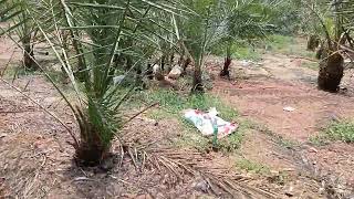 খেজুরের বাগানে