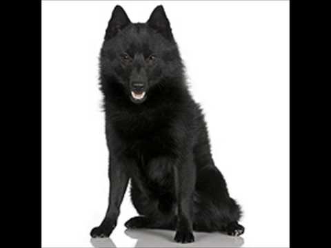 Schipperke