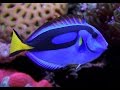 Facts: The Blue Tang (Palette Surgeonfish)