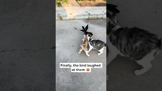 Download lagu The bird really said, 'Not today!' 🤣 #cats mp3