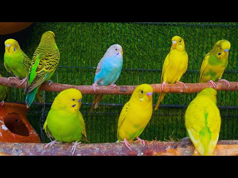 2 Hours of Budgie Best Friends - Mango and Chutney - Singing and Talking Sounds