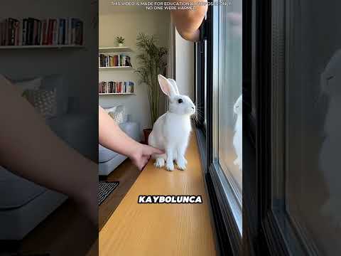 Korkmuş Tavşan, Kurt ve Unutulmaz Bir Sadakat Hikayesi