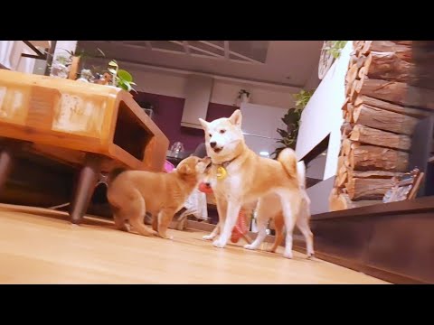 he's so happy to see her again and she just wants to wash him 😅