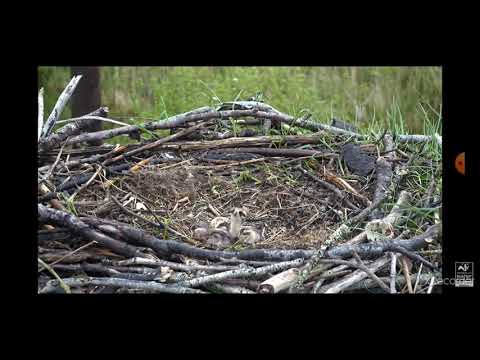 Dyfi osprey 24/5/2012 - Third chick hatching.