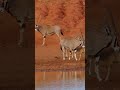 At The Watering Hole Tsavo East National Park Safari Wildlife Oryx Tsavo Olonanaonsafari