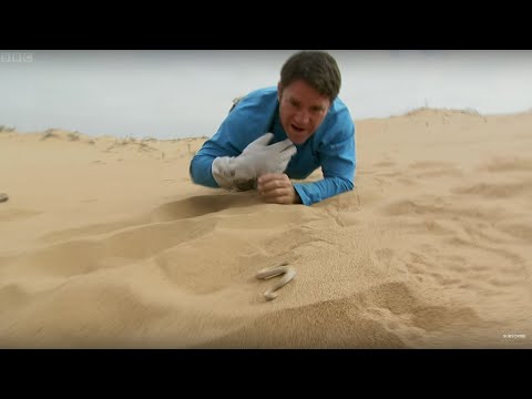 Sidewinder Snake Hides In Sand | Deadly 60 | BBC Earth