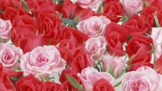 Marco Borsato - Je Zit op Rozen