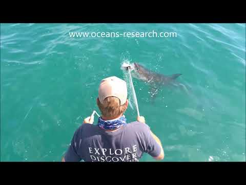 Oceans Research: white shark research trip featuring a natural predation