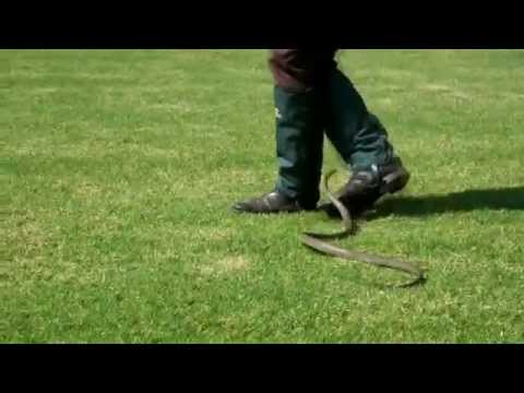 Snake Bit Leg Guard Snake Gaiters