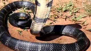 King Cobra facts: 16 facts about the King Cobra