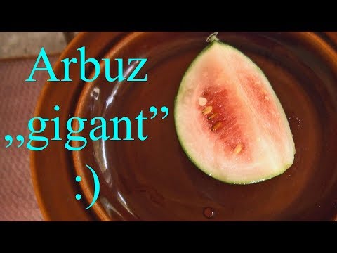 Ogrodowe pierdamony - 25 - arbuz "gigant" :)