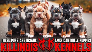 EXTEREME AMERICAN BULLY PUPPIES FOR SALE FROM THE WORLD FAMOUS KILLINOIS KENNELS !!!!!!