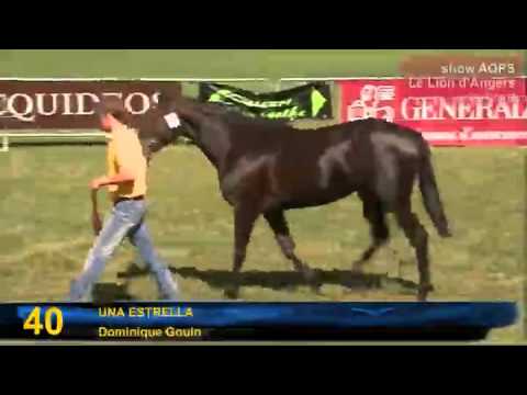 Show AQPS du Lion d'Angers 2010 - Lot 38 a 73