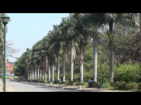 Cuban Royal Palm  Roystonea regia