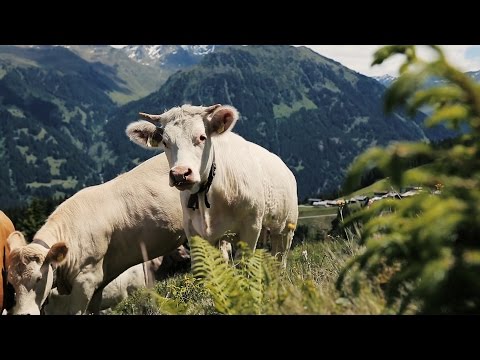 Montafon.TV - Begrünung in der Silvretta Montafon