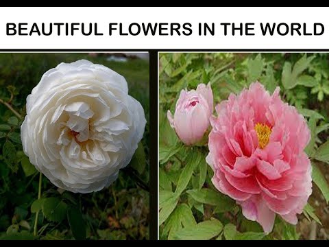 beautiful flowers in world || yajna facts || editor mayur