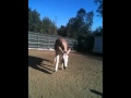 Savannah The Donkey