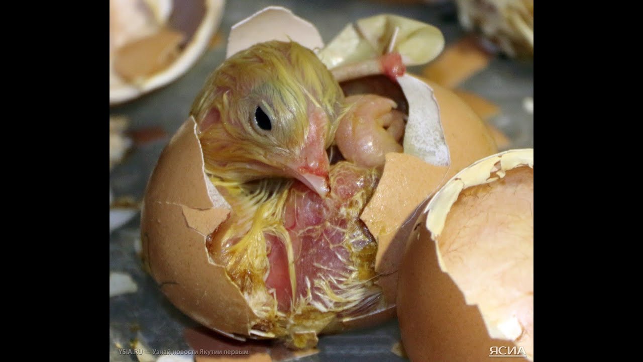 Цыпленок вылупляется. Цыпленок вылупляется. Цыпленок вылупляется. Птенец вылупляется. Цыпленок вылупляется из яйца.