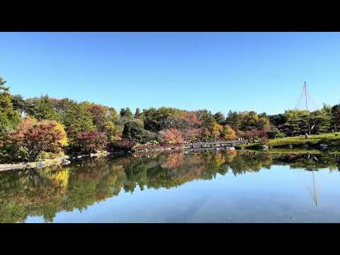 Hojas de otoño en el jardín japonés del parque Showa Kinen