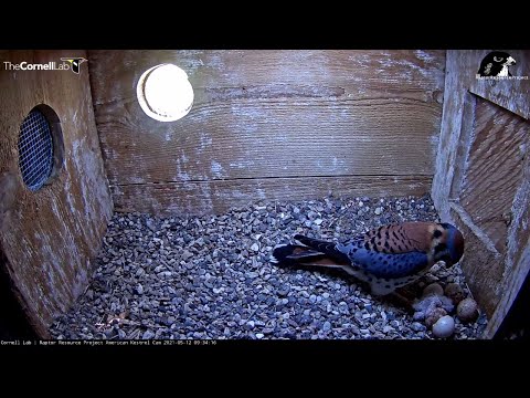 First American Kestrel Chick Hatches | Wisconsin Kestrel Cam – May 12, 2021