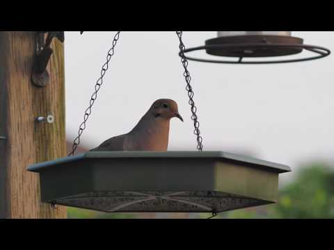 Mourning Dove Pecking At The Feeder