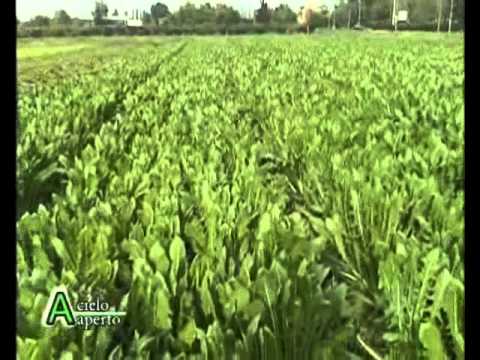 Eliminazione di tesoro e posti di pigmentary Metodi nazionali di disposizione di posti di pigmentary