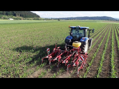 Maishacken mit Untersaat ( Steketee und New Holland )