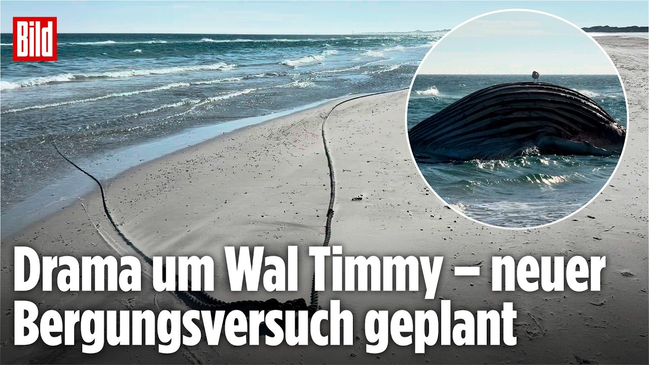 Bergungs-Chaos um Wal Timmy – Kadaver wird weiter an Land gedrückt