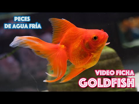 , title : 'Cuidados del pez Goldfish 🐟  Acuarios para peces de agua fría  🎥  VIDEO FICHA'