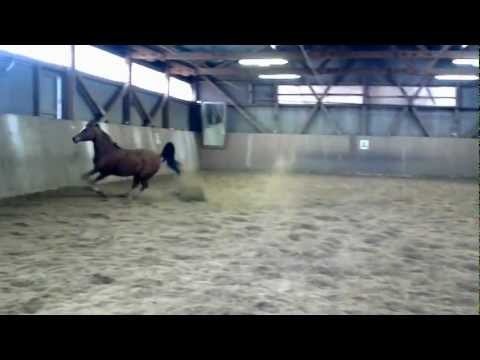 W.A.Nessaja.....Shaklan ibn Bengali out of EHF Nataasha