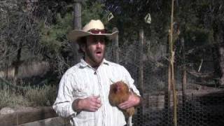 The Saga of Dick Cheney and Runaway Cholesterol Levels On the Funky Butte Ranch