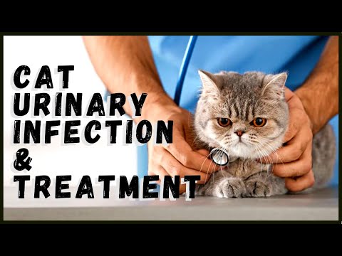 Cat Urinary Infection & Treatment