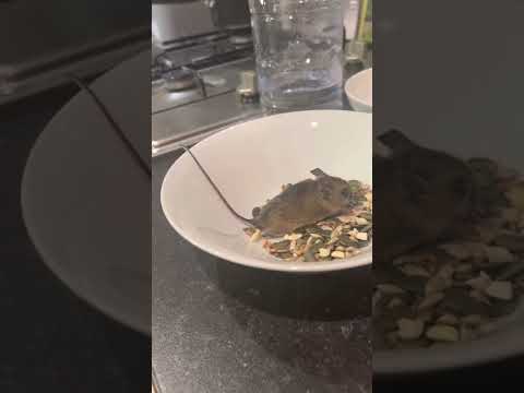 Mouse I found in Jephson Gardens. Leamington Spa