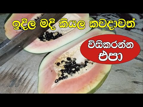 බාගෙට ඉදුණු පැපොල් වලින් රසවත් කෑමක් - Sweet Papaya Recipes - Papaya Halwa