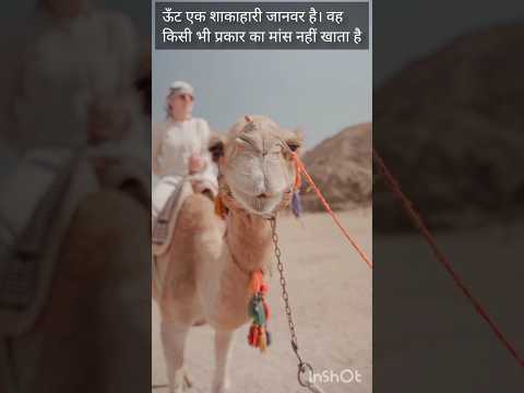Camel Interesting Facts // #shorts #camel