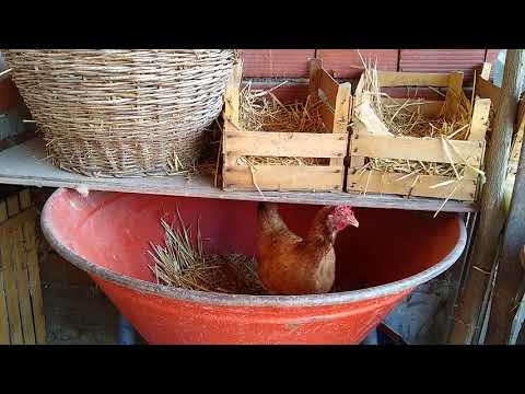 Koka Snela Jaje🥚 Kokodakanje Kokoške