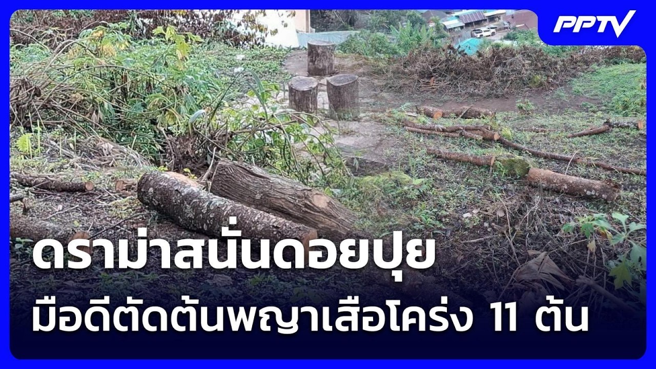 ดราม่าสนั่นดอยปุย มือดีตัดต้นพญาเสือโคร่ง 11 ต้น | เ