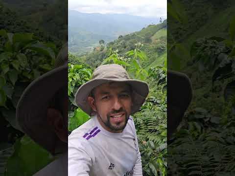 El Departamento del Huila, el mejor cafe del Mundo.👍🇨🇴 #cafe #cafedeespecialidad