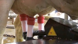 [問卦] AI自動搾乳機有沒有搞頭啊？