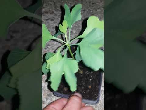 Semis Ginko Biloba