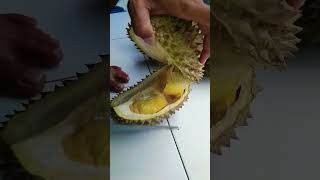 Download lagu belah duren bawor durian terbesar #durian #duren #belahduren #durianterbesar mp3