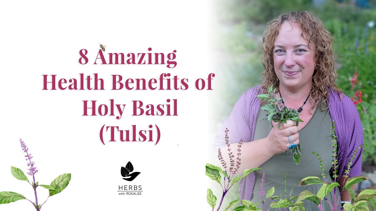 Holy Basil Benefits | Benefits of Tulsi | Ocimum sanctum