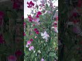 How I grew my sweet pea arch! | Diary of a Yorkshire Gardener #sweetpeas