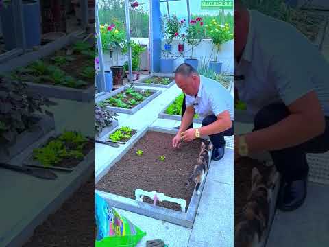 How to Plant Lettuce Seedlings – Step by Step #plants #shorts
