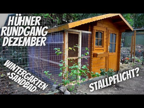 Chicken tour in December - conservatory, sand bath, avian flu, confinement to indoor housing, str...