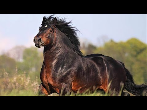 , title : '10 Most Powerful Horses in the World'